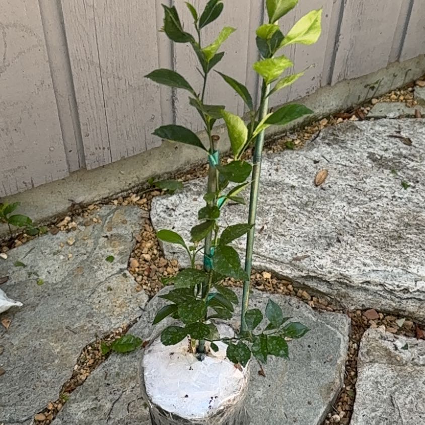 Photo of the plant species Caviar Lime by @TiptopDevilsfig named Fernie Mercury on Greg, the plant care app
