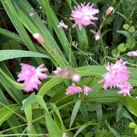 Photo of the plant species Red Campion by @BiggestCanna99 named Delilah on Greg, the plant care app