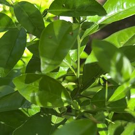 Photo of the plant species Mock Orange by @SolidBluesage3 named Michelle Branch on Greg, the plant care app