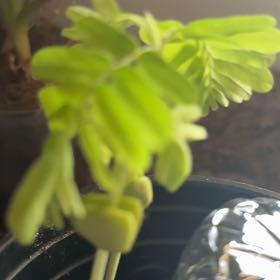 Photo of the plant species Tamarind by @SolidBluesage3 named Sir Plancelot on Greg, the plant care app