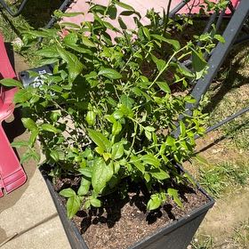 Photo of the plant species Bluecrop Blueberry by @BigBushhoya27 named Naomi on Greg, the plant care app