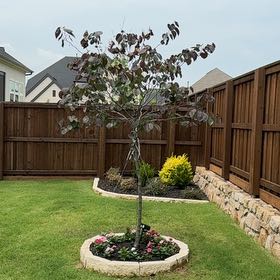 Photo of the plant species Merlot Redbud by @MatureCigartree named Michelle Branch on Greg, the plant care app