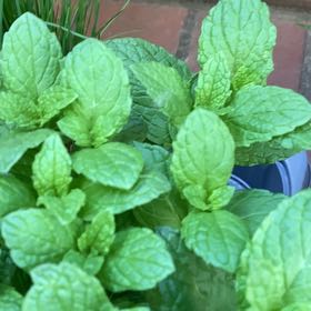 Photo of the plant species Moroccan Mint by @HeirAgboy11 named Bella on Greg, the plant care app
