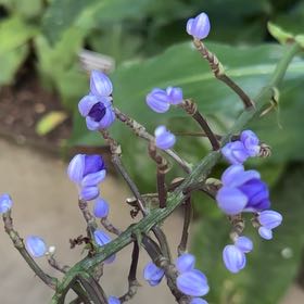 Photo of the plant species Blue Ginger by @BustlingPepper named Robert Plant on Greg, the plant care app