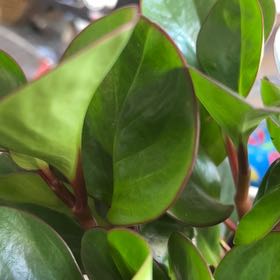 Photo of the plant species Peperomia 'Red Edge' by @IncisiveRedbush named Ulysses S Plant on Greg, the plant care app