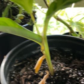 Photo of the plant species Papaya by @SvelteSalsa18 named Fernie Mercury on Greg, the plant care app