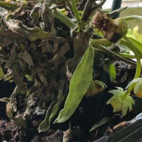 Photo of the plant species Marigold by @SvelteSalsa18 named Anne on Greg, the plant care app