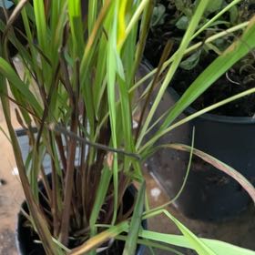Photo of the plant species Cymbopogon Citratus by @SvelteSalsa18 named Sage on Greg, the plant care app