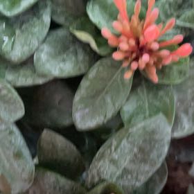 Photo of the plant species Flame of the Woods by @SvelteSalsa18 named Fernie Saunders on Greg, the plant care app