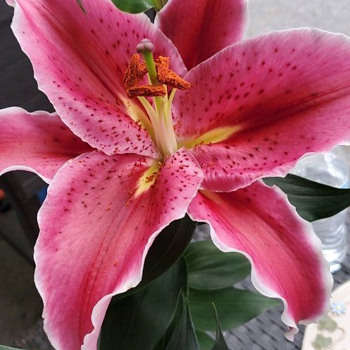 Photo of the plant species Star Gazer Lily by @MirthfulApricot named Luna on Greg, the plant care app