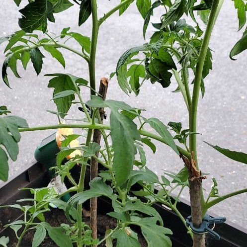 Photo of the plant species Tomato 'Mr. Stripey' by @MirthfulApricot named Tango on Greg, the plant care app
