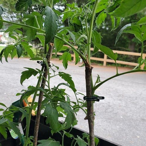 Photo of the plant species Tomato 'Mr. Stripey' by @MirthfulApricot named Cash on Greg, the plant care app