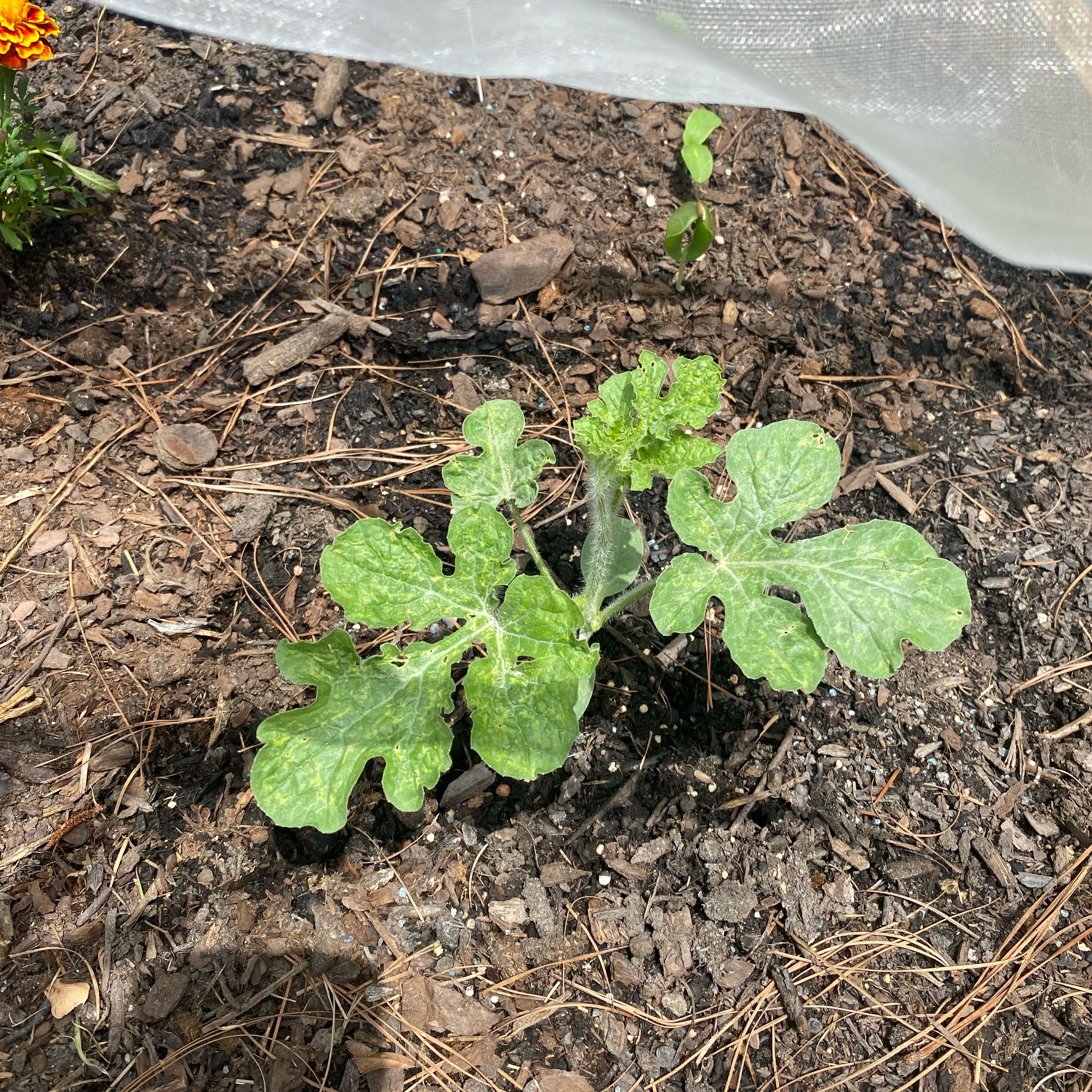 Photo of the plant species Sugar Baby Watermelon by @ProudlyPepper52 named Oscar on Greg, the plant care app