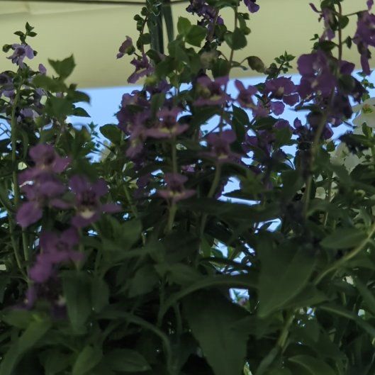 Photo of the plant species Angelonia by @SpiffyEspicia named Rosa on Greg, the plant care app
