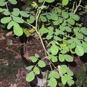 Photo of the plant species Benzoil Tree by @FineCooperi89 named Willow Wisps on Greg, the plant care app