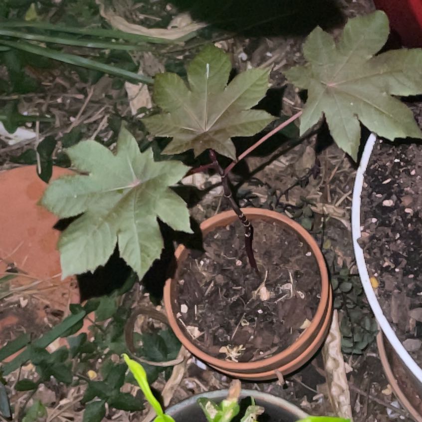 Photo of the plant species Castor Bean by @FineCooperi89 named Gandalf on Greg, the plant care app