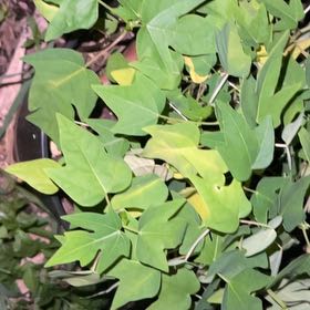 Photo of the plant species Redcardinal by @FineCooperi89 named Zeus on Greg, the plant care app