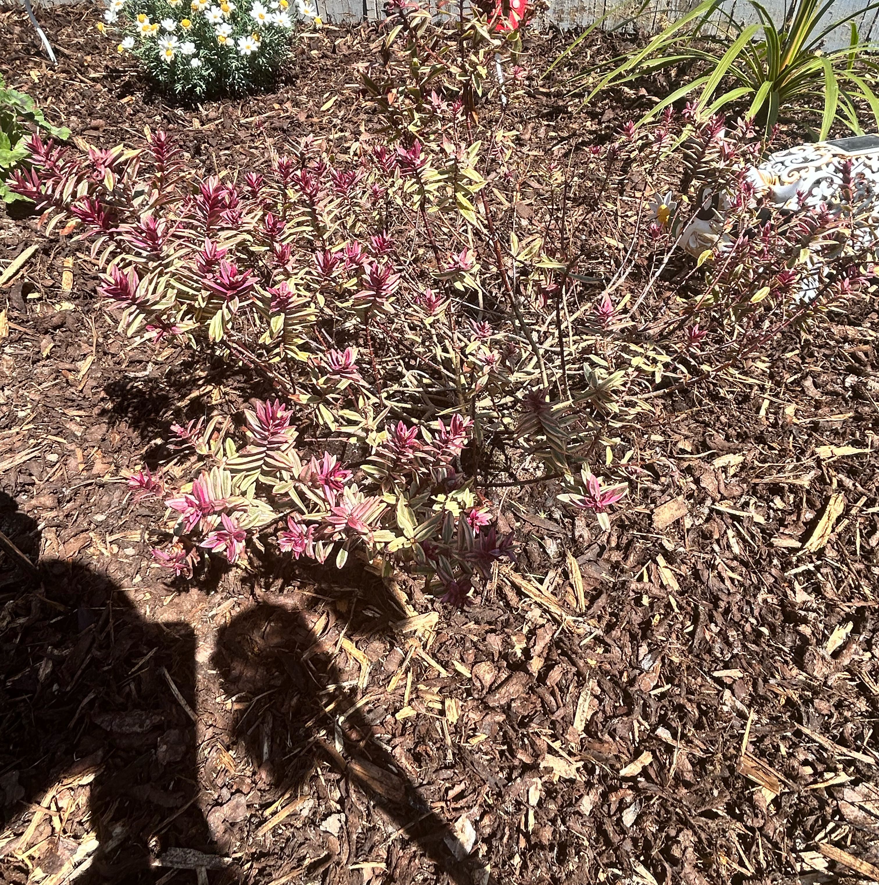 Photo of the plant species Paradise Plant by @TopSandcarpet73 named Bigleef Smalls on Greg, the plant care app