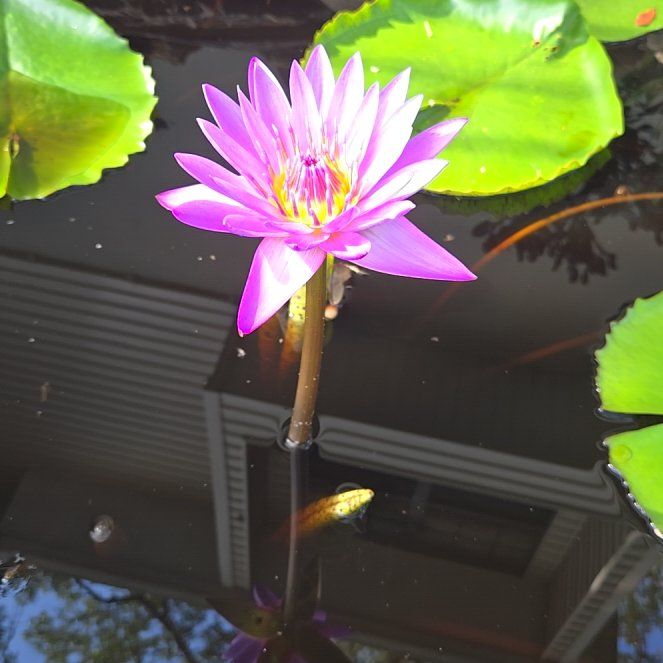 Photo of the plant species Star Lotus by @melonsprout named Tanya on Greg, the plant care app
