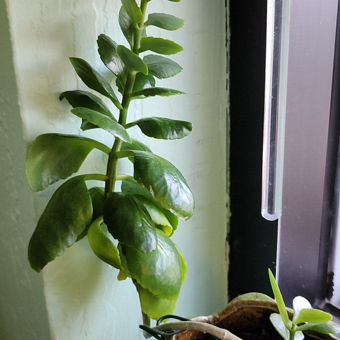 Photo of the plant species Kalanchoe by @Yaneth named Michelle Branch on Greg, the plant care app