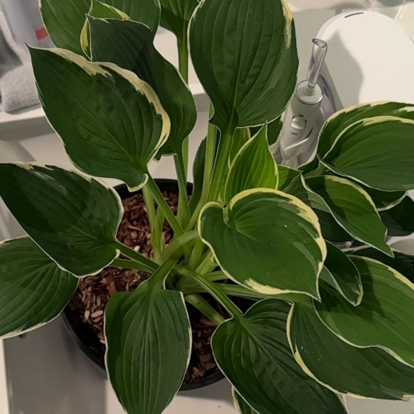 Photo of the plant species Francee Hosta by @NewPigsqueak59 named Frog on Greg, the plant care app