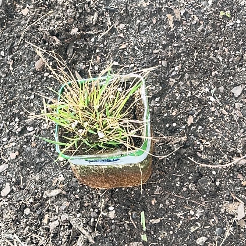 Photo of the plant species Little Bunny Grass by @PreparedAster73 named Dax on Greg, the plant care app