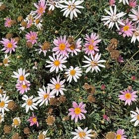 Photo of the plant species Hawkesbury Daisy by @WillSagopalm98 named Delilah on Greg, the plant care app