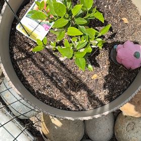 Photo of the plant species Santana Hibiscus by @WillSagopalm98 named Spike Leaves on Greg, the plant care app