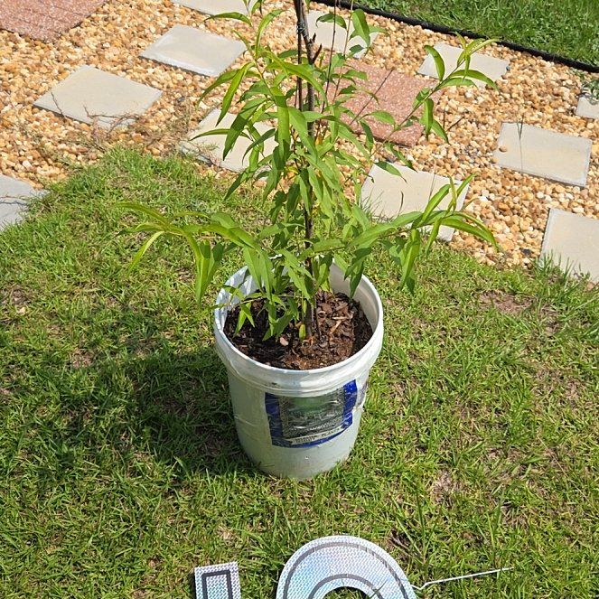 Photo of the plant species Granny Smith by @SmallfryLippia named McKinley on Greg, the plant care app