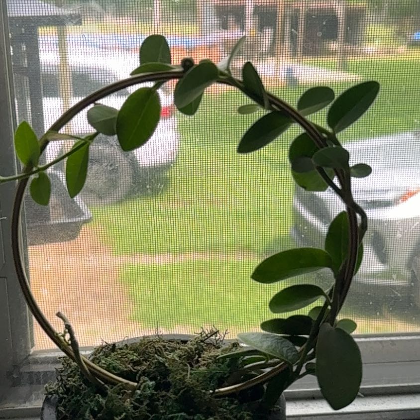 Photo of the plant species Hoya cummingiana sp. Bruno Purworejo by @ExactMontbretia named Prince on Greg, the plant care app