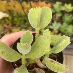Spike Leaves