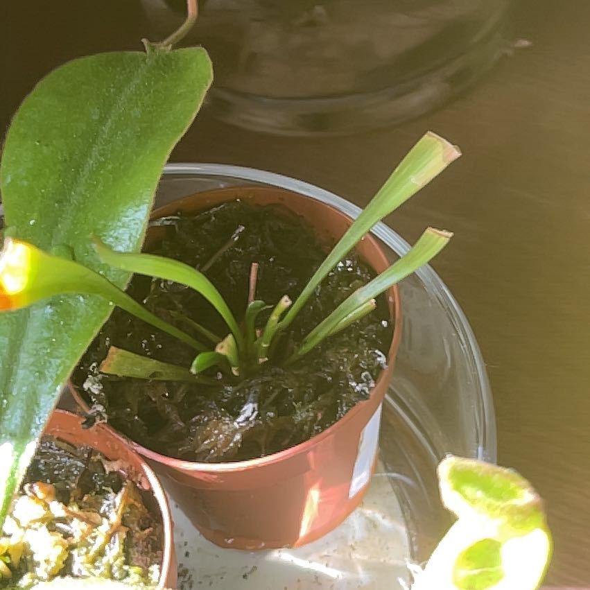 Photo of the plant species Trumpet Pitcher by @MaterialCrow named Miley on Greg, the plant care app