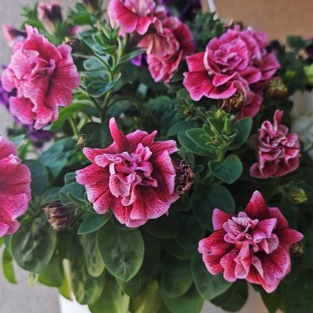 Photo of the plant species Supertunia by @FineRedsky1 named Diana on Greg, the plant care app