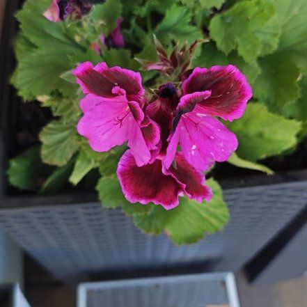Photo of the plant species Muškát by @FineRedsky1 named Sonora on Greg, the plant care app