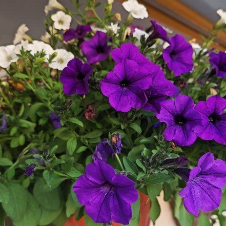 Photo of the plant species Supertunia Vista Fuchsia by @FineRedsky1 named Hamilton on Greg, the plant care app