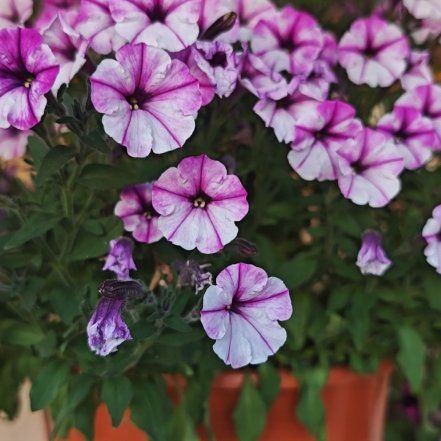 Photo of the plant species Petunia 'Supertunia Mini' by @FineRedsky1 named Messi on Greg, the plant care app