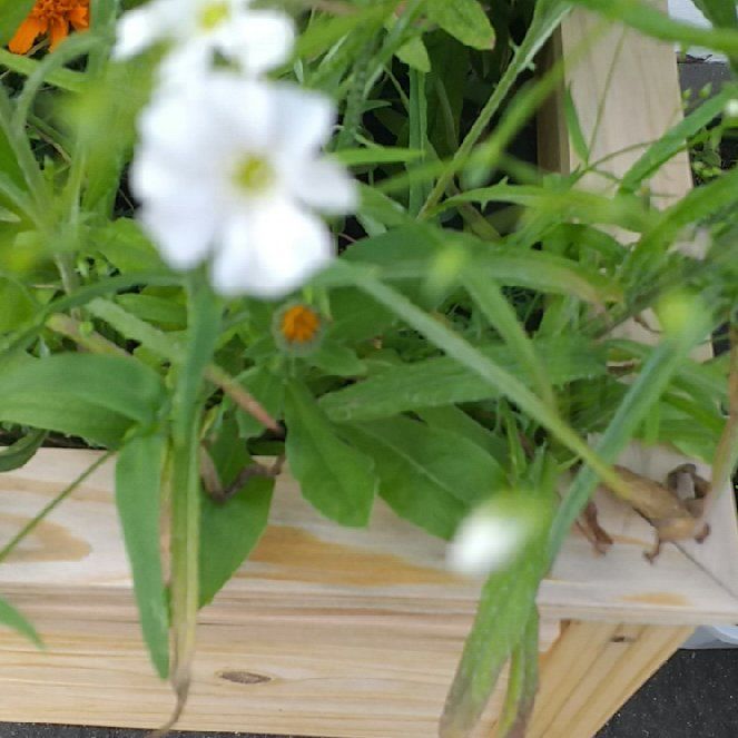 Photo of the plant species Bladder Campion by @MarkedlyAnise29 named Messi on Greg, the plant care app