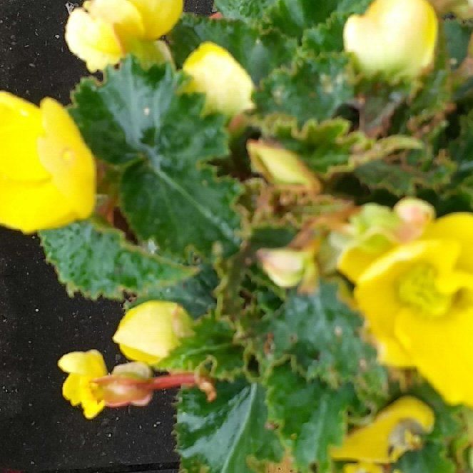 Photo of the plant species Common Yellow Monkeyflower by @MarkedlyAnise29 named Denali on Greg, the plant care app