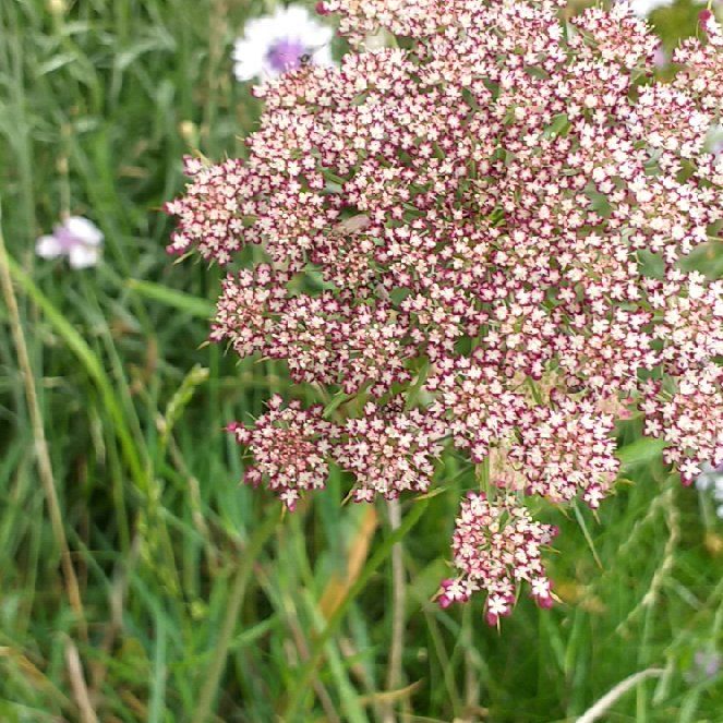 Photo of the plant species Garden Valerian by @MarkedlyAnise29 named Muhammad Ali on Greg, the plant care app