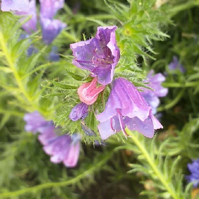 Photo of the plant species Common Viper's-Bugloss by @MarkedlyAnise29 named Dolores on Greg, the plant care app