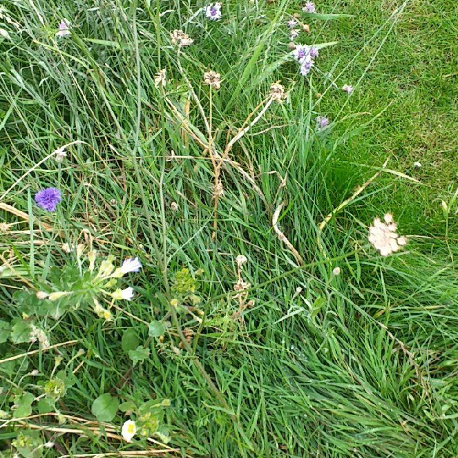Photo of the plant species Cuckooflower by @MarkedlyAnise29 named Huckleberry Fern on Greg, the plant care app