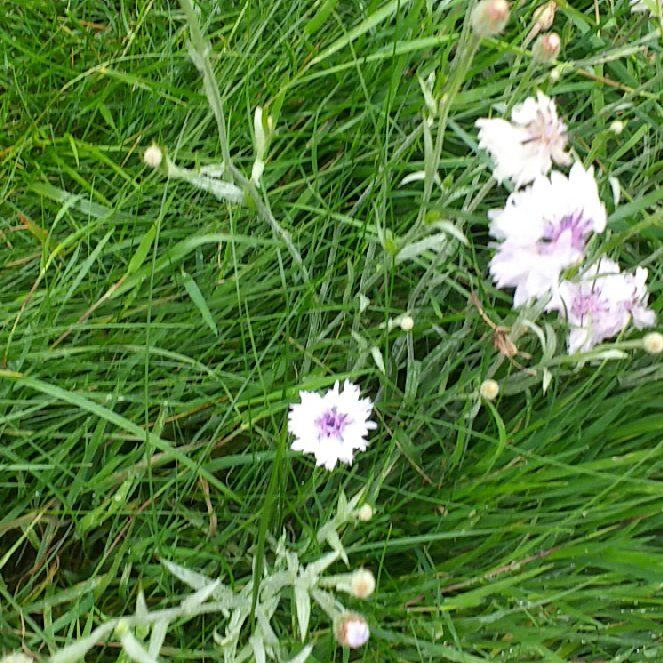 Photo of the plant species Centaurea Cyanus by @MarkedlyAnise29 named Anne on Greg, the plant care app