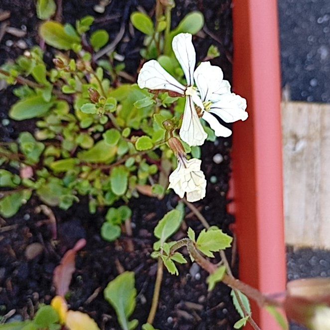 Photo of the plant species Garden Rocket by @MarkedlyAnise29 named Stella on Greg, the plant care app