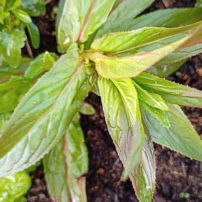 Photo of the plant species Square-Stemmed Willowherb by @MarkedlyAnise29 named Figyonce on Greg, the plant care app
