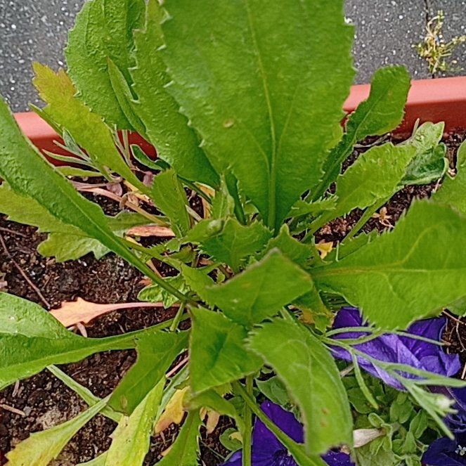 Photo of the plant species Epazote by @MarkedlyAnise29 named Khaleesi on Greg, the plant care app