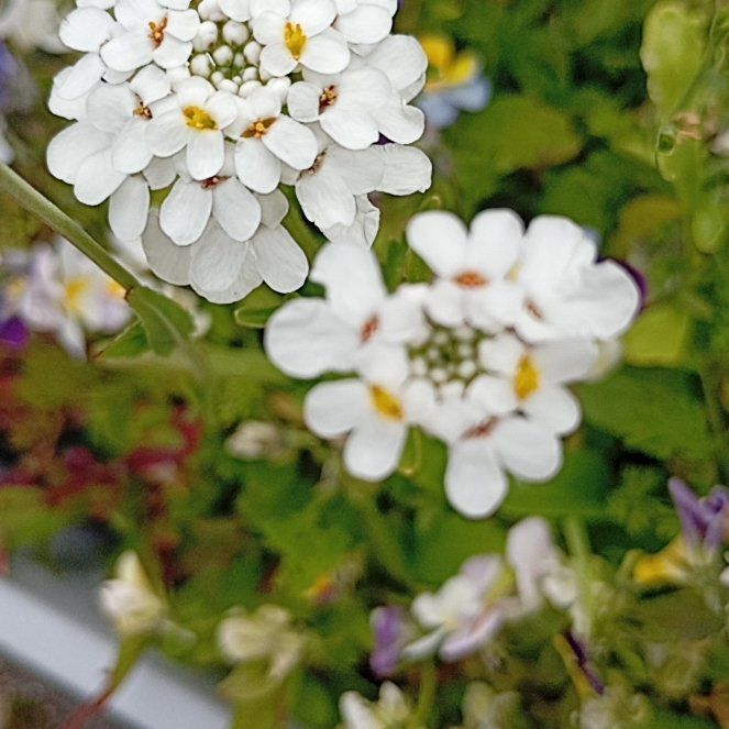 Photo of the plant species Evergreen Candytuft by @MarkedlyAnise29 named LiloStitch on Greg, the plant care app