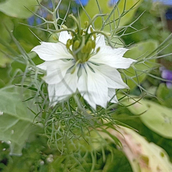 Photo of the plant species Devil in the Bush by @MarkedlyAnise29 named Apollo on Greg, the plant care app