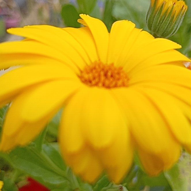 Photo of the plant species Marigold by @MarkedlyAnise29 named Luna on Greg, the plant care app