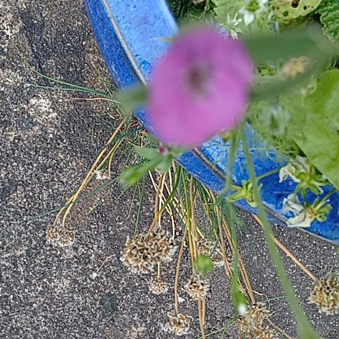Photo of the plant species Flowering Flax by @MarkedlyAnise29 named Kesha on Greg, the plant care app