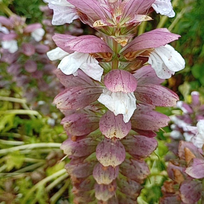 Photo of the plant species Acanthus Mollis by @MarkedlyAnise29 named Spike Leaves on Greg, the plant care app